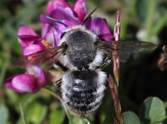 Megachilini