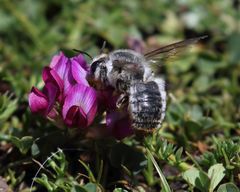Megachilini