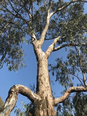 Eucalyptus camaldulensis
