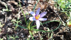 Syringodea flanaganii
