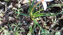 Syringodea flanaganii