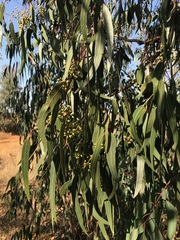 Eucalyptus camaldulensis