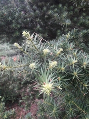 Podocarpus nubigenus