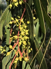 Eucalyptus camaldulensis