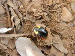 Pseudoderopeltis albilatera