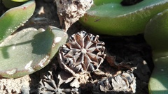 Glottiphyllum longum