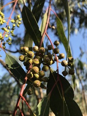 Eucalyptus camaldulensis