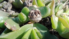 Glottiphyllum longum