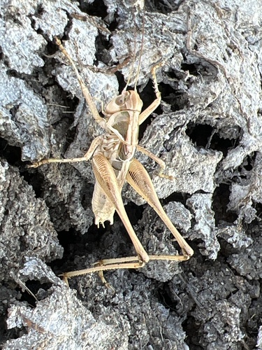 iNaturalist observation photo of Clinopleura