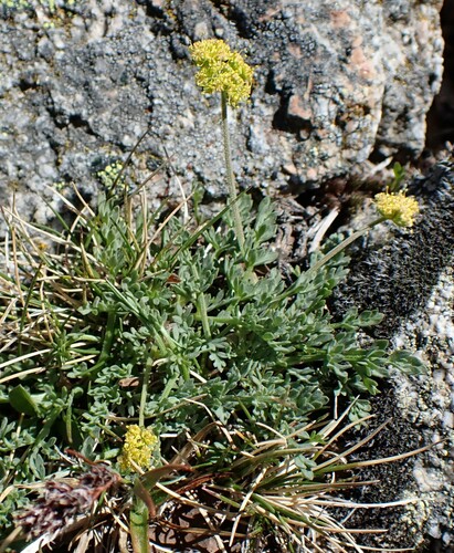 Blue Mountain biscuitroot (Lomatium oreganum)