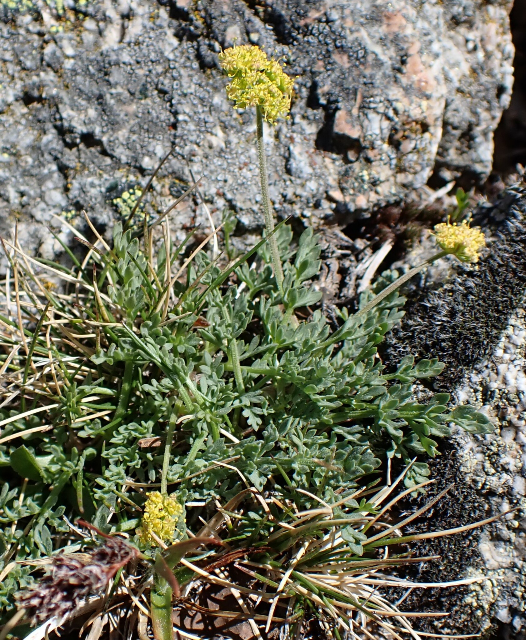 Lomatium oreganum