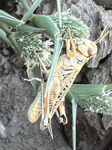 iNaturalist observation photo of Melanoplini