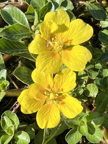iNaturalist observation photo of Primrose-willows