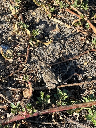 iNaturalist observation photo of Western Toad