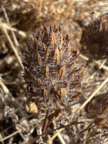 iNaturalist observation photo of Sacramento beardstyle
