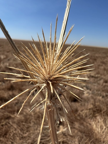iNaturalist observation photo of Eryngos