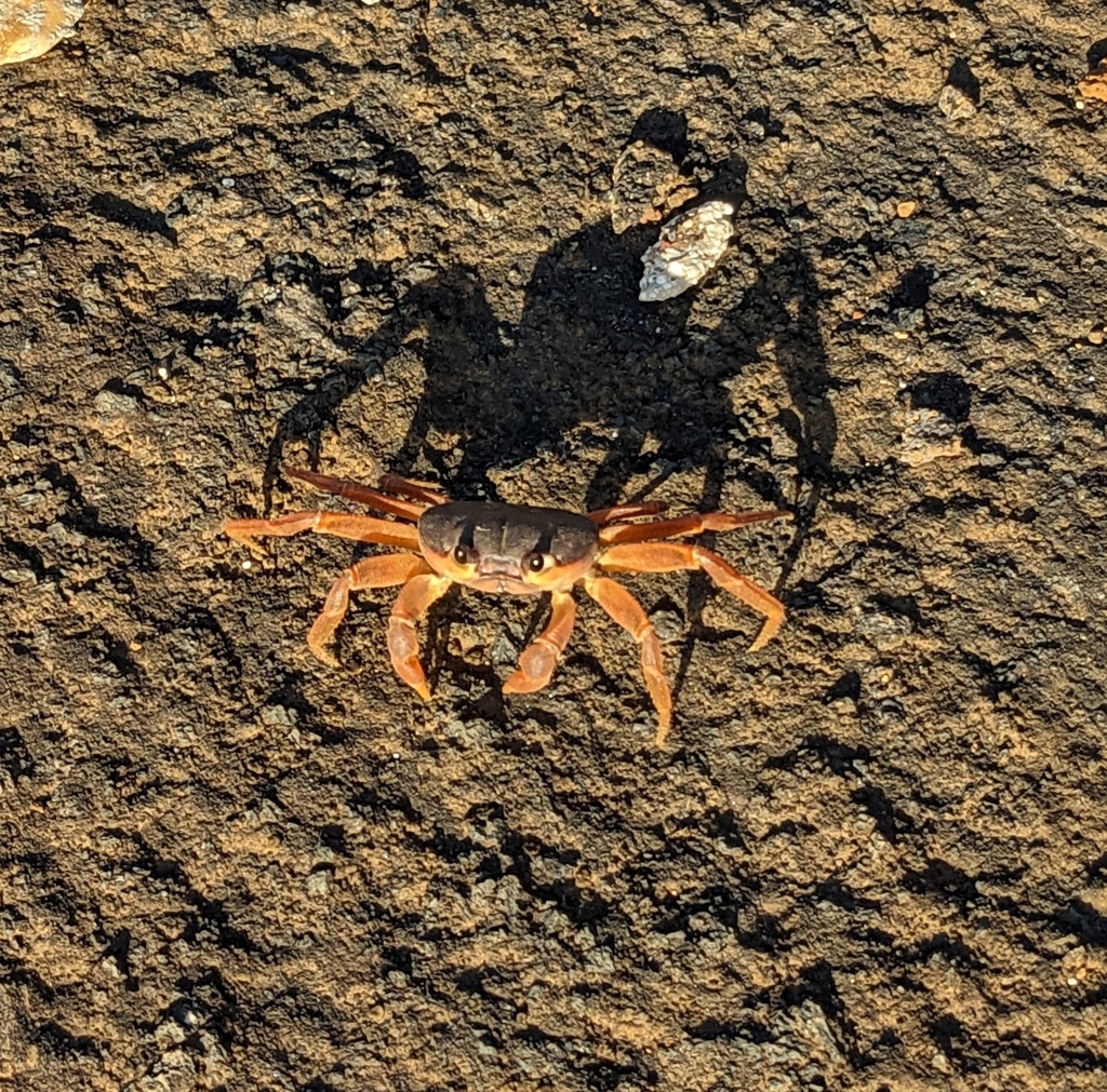 Hare-Lip Land Crab
