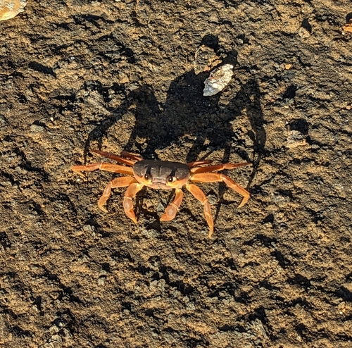 Hare-Lip Land Crab