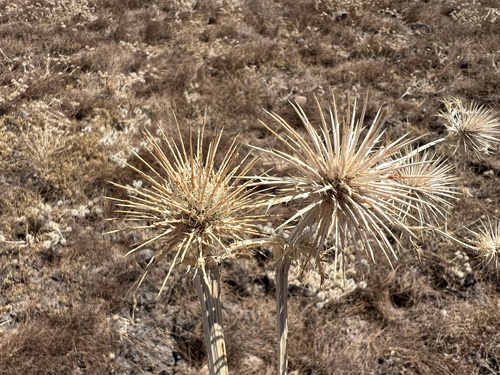 iNaturalist observation photo of Eryngos