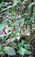 Palicourea ostreophora