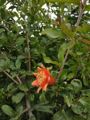 Punica granatum