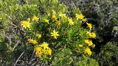 Euryops spathaceus