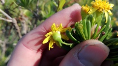 Euryops spathaceus