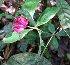 Palicourea ostreophora