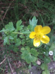 Ranunculus repens