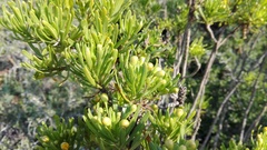 Euryops spathaceus