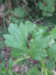Ranunculus repens