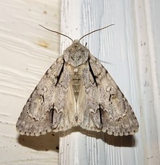 Acronicta laetifica