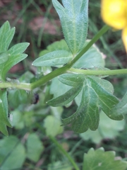 Ranunculus repens