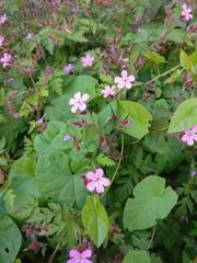 Geranium robertianum