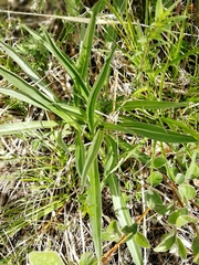 Gentiana decumbens