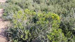 Euryops spathaceus