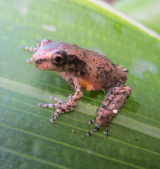 Osteopilus dominicensis