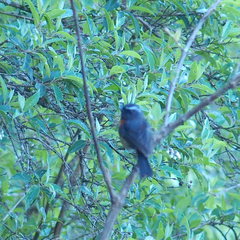 Tarsiger johnstoniae