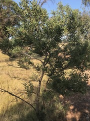 Acacia melanoxylon