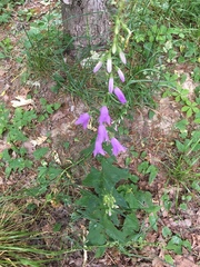 Campanula trachelium