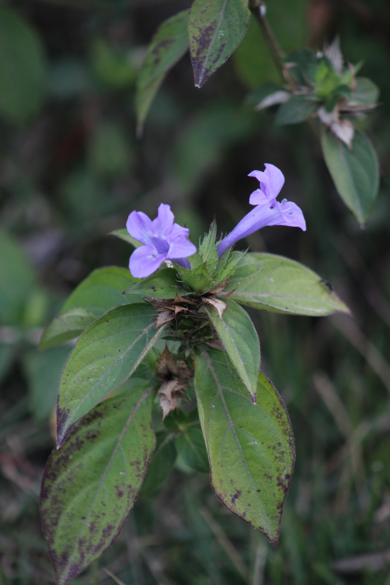 Barleria cristata