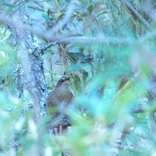 Taiwan Shortwing (Brachypteryx goodfellowi), photo 10