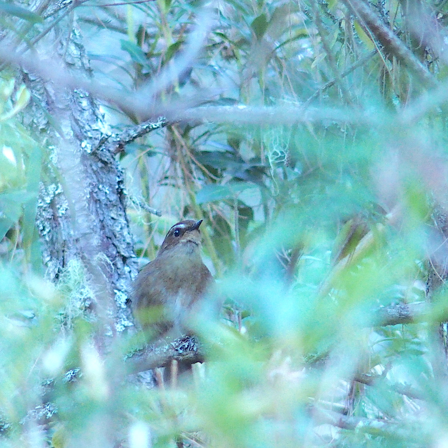 Taiwan Shortwing (Brachypteryx goodfellowi), photo 5