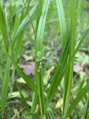Carex sparganioides