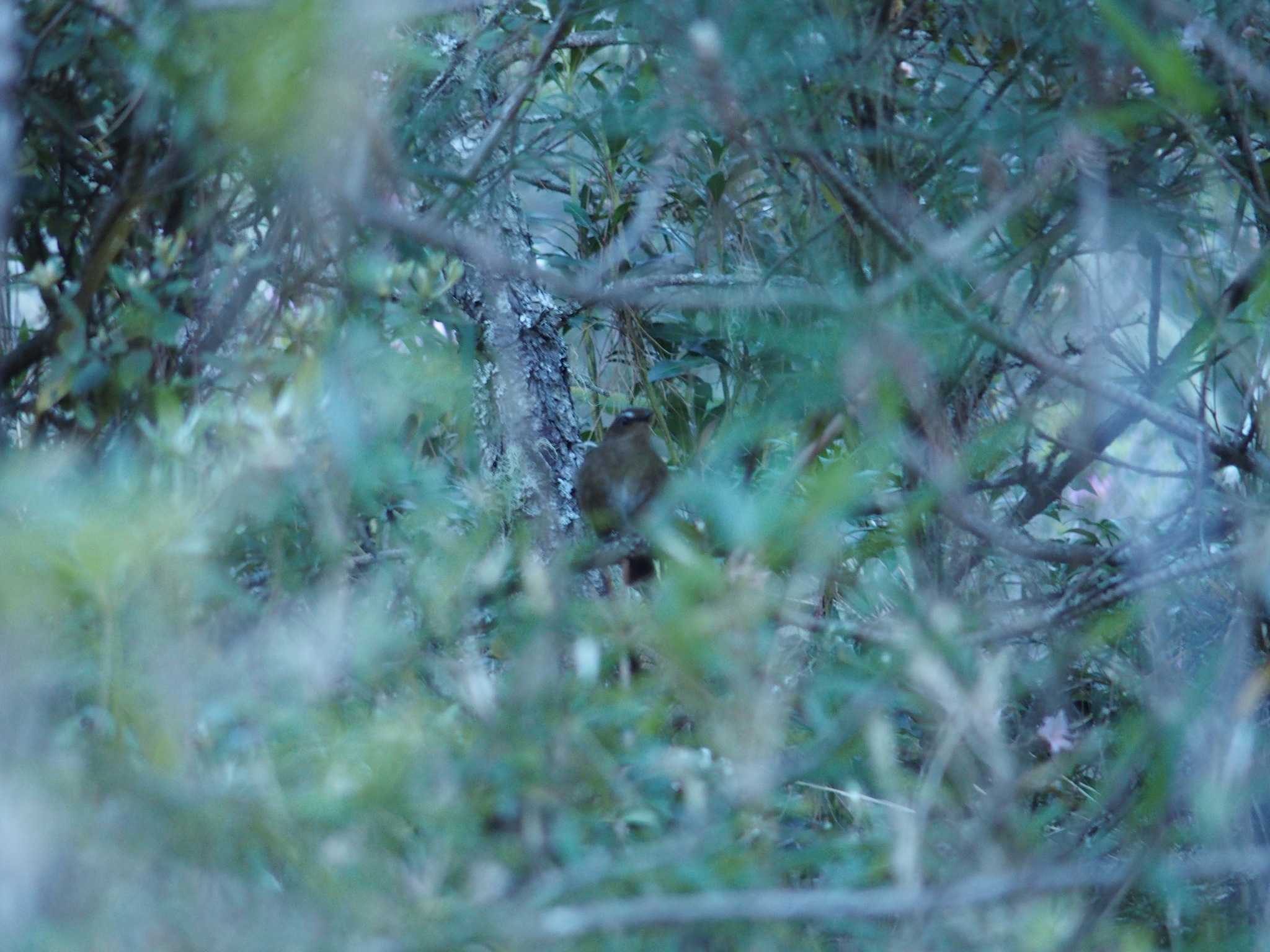 Taiwan Shortwing (Brachypteryx goodfellowi), photo 6