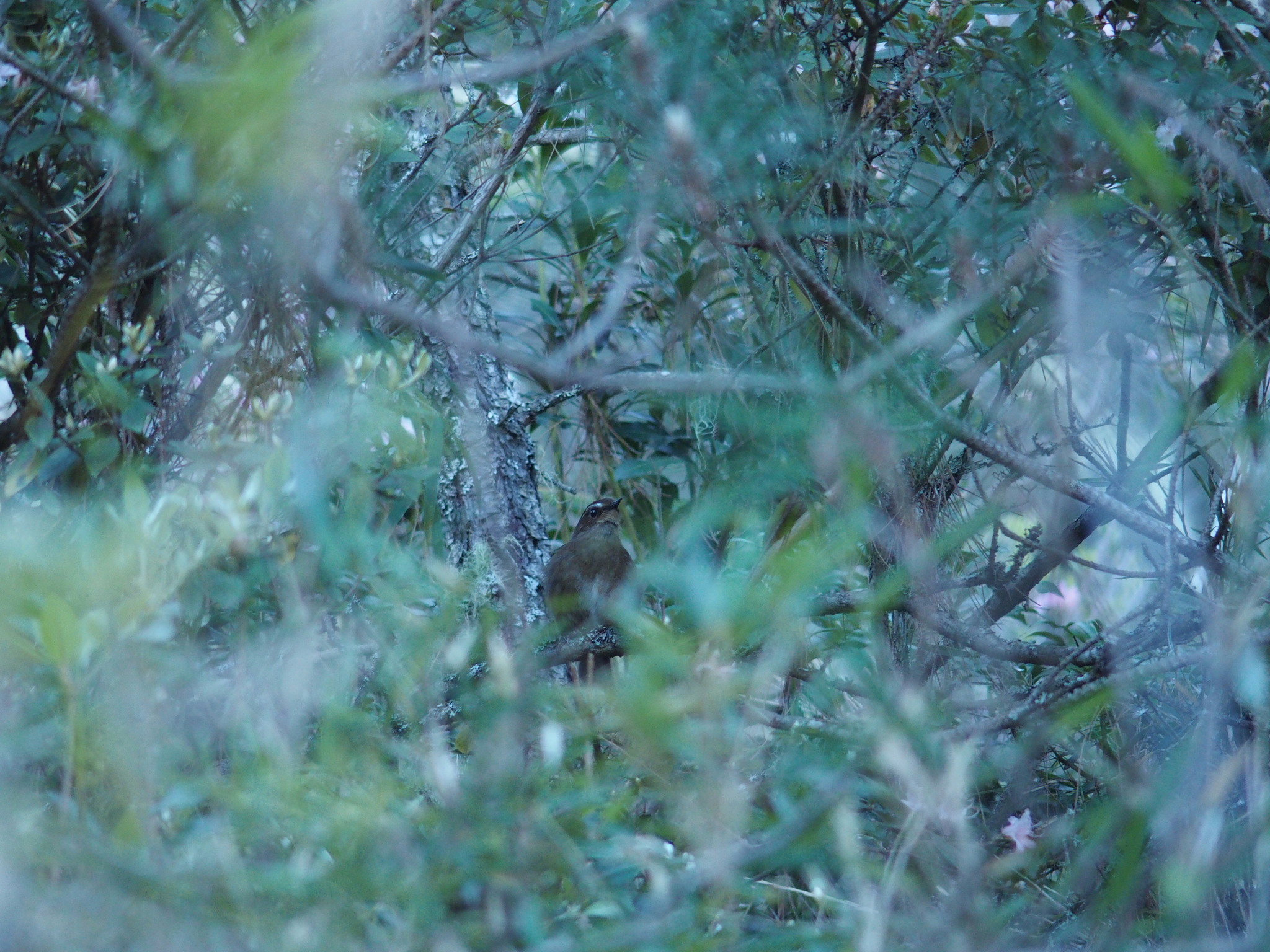 Taiwan Shortwing (Brachypteryx goodfellowi), photo 7