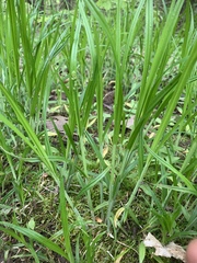 Carex sparganioides
