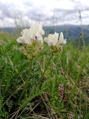 Oxytropis altaica