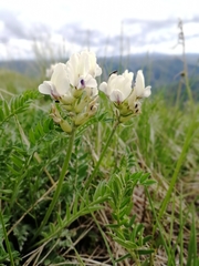 Oxytropis altaica