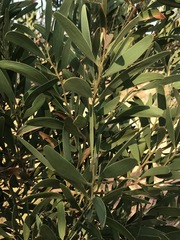 Acacia melanoxylon